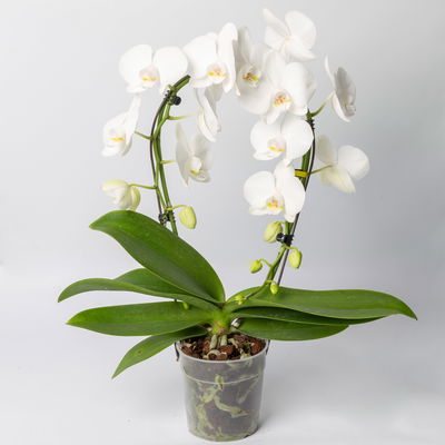 Schmetterlingsorchidee, weiß, Bogen, Topf-Ø 12 cm, Höhe ca. 45 cm Schmetterlingsorchidee, weiß, Bogen, Topf-Ø 12 cm, Höhe ca. 45 cm