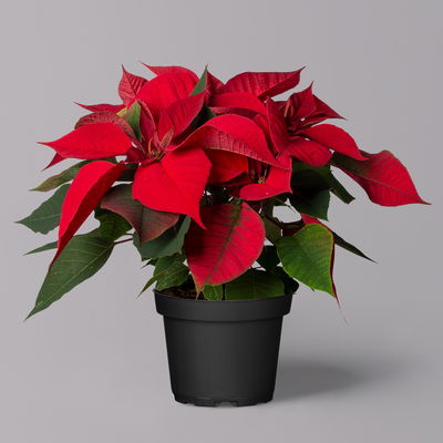 Weihnachtsstern rot, Topf-Ø 12/13 cm, 3er-Set Weihnachtsstern rot, Topf-Ø 12/13 cm, 3er-Set