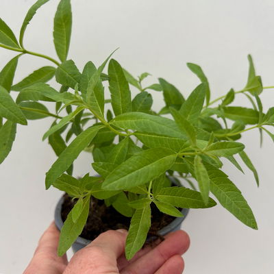 Zitronenverbene, Kölle Bio, 12cm Topf, frisch aus unserer Bio-Gärtnerei