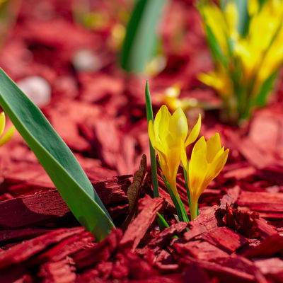 Plantop Dekormulch, ziegelrot, 39 Sack á 50 l, gesamt 1950 Liter