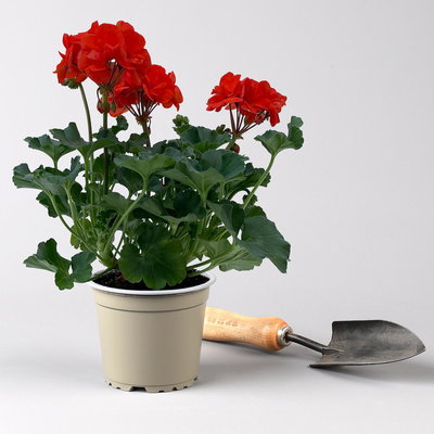 Geranie orangerot, Topf-Ø 13cm, 6 Pflanzen Geranie orangerot, Topf-Ø 13cm, 6 Pflanzen