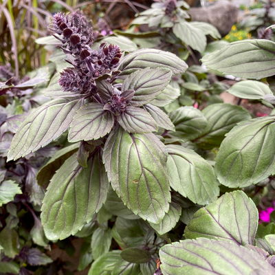 Bio Strauchbasilikum 'African Blue', Topf-Ø 12 cm Bio Strauchbasilikum 'African Blue', Topf-Ø 12 cm