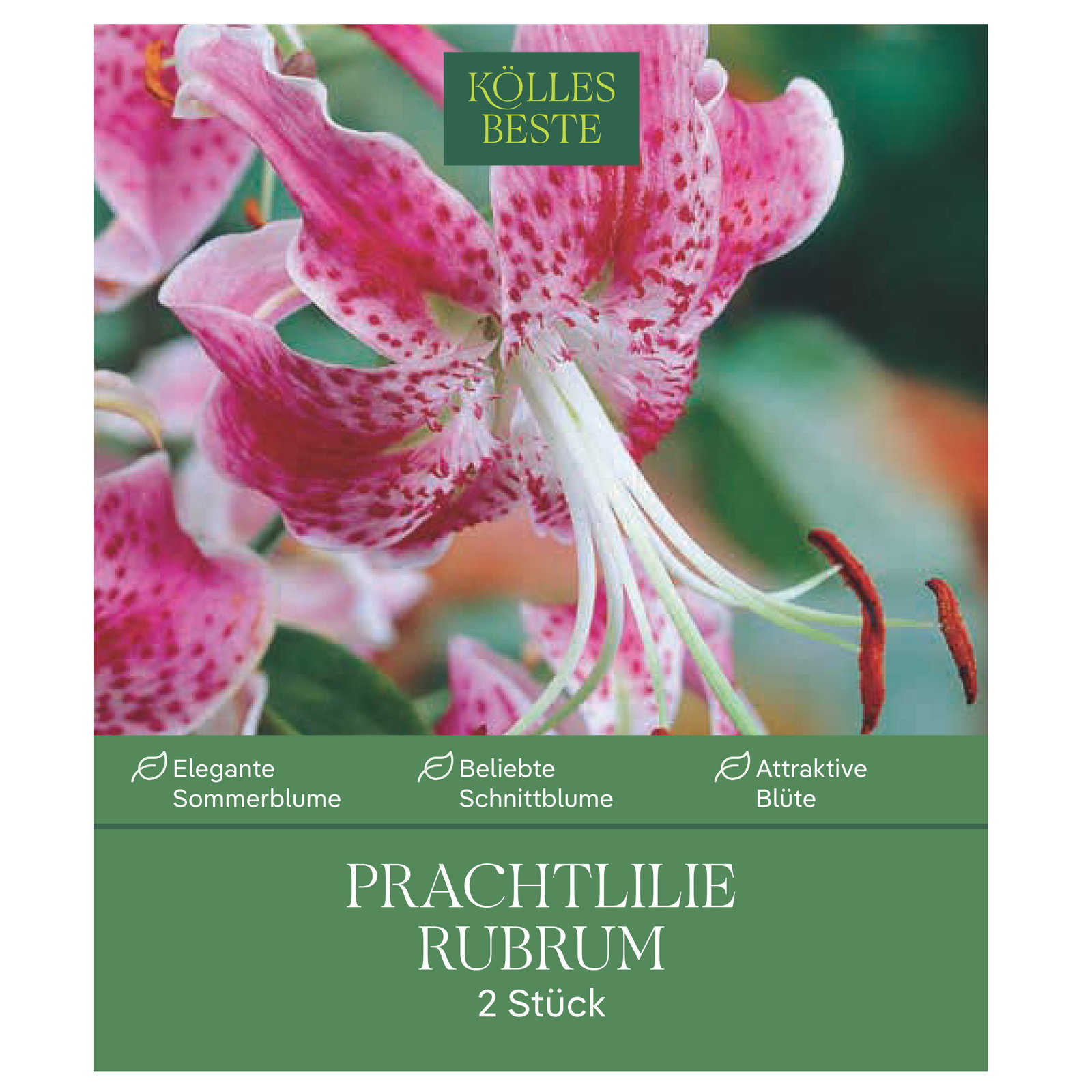 Kölles's Beste Lilie Rubrum, rosa/weiß, Größe 18/20, 2 Blumenknollen