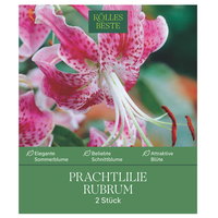 Kölles's Beste Lilie Rubrum, rosa/weiß, Größe 18/20, 2 Blumenknollen