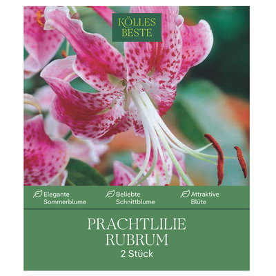 Kölles's Beste Lilie Rubrum, rosa/weiß, Größe 18/20, 2 Blumenknollen