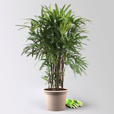 Steckenpalme, Topf-Ø 30 cm, Höhe ca. 160 cm