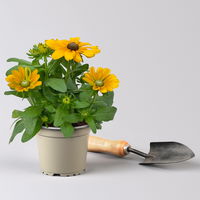 Pflanzenkreation Spätsommer-Gold gelb-orange, 8 Pflanzen inkl. Erde & Dünger
