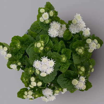 Leberbalsam weiß, Topf-Ø 12 cm, 6er-Set