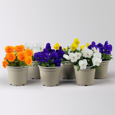 Hornveilchen, Farben zufällig, Topf-Ø 12 cm, 6 Pflanzen