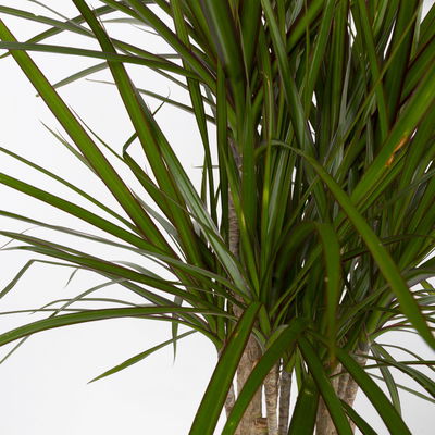 Gerandeter Drachenbaum, verzweigt, Topf-Ø 24 cm, Höhe ca. 100 cm