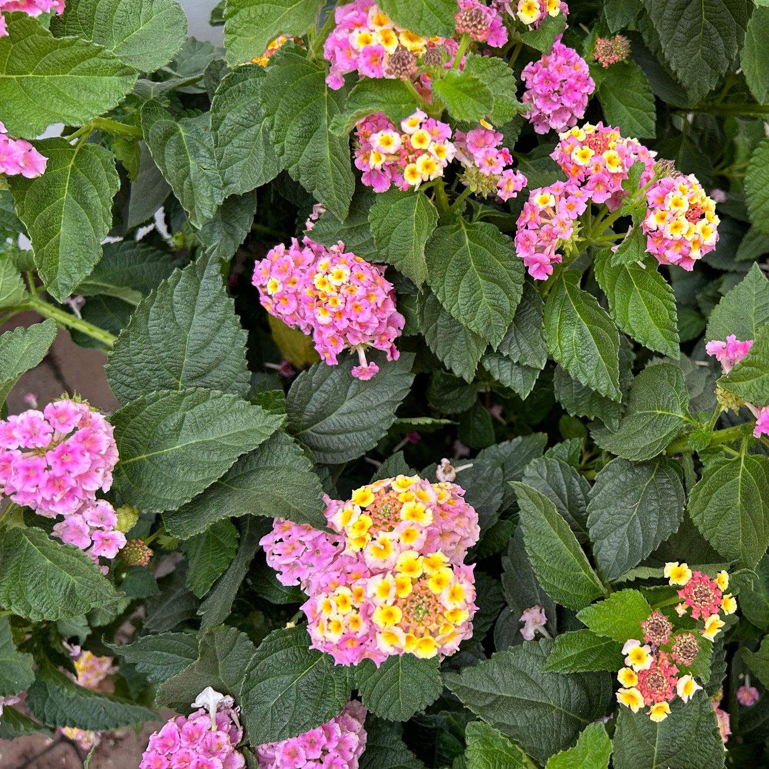 Wandelröschen lila/gelb, Topf-Ø 27 cm