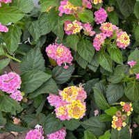 Wandelröschen lila/gelb, Topf-Ø 27 cm