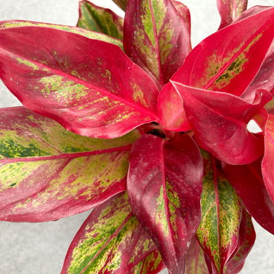 Aglaonema 'Crete Flame', rot-grün, Topf-Ø 12 cm, Höhe ca. 35 cm, 2 Pflanzen