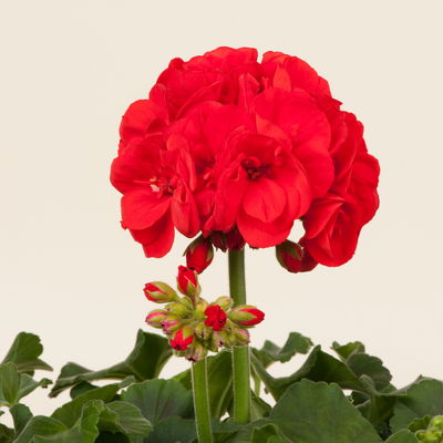 Geranie, rot, stehend, Topf-Ø 13 cm, 6 Pflanzen