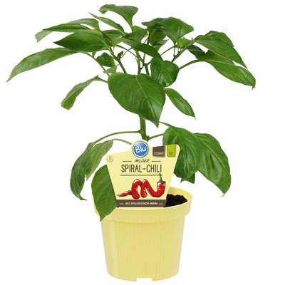 Blu Bio Chili 'Milder Spiral', Topf-Ø 12 cm, 3er Set