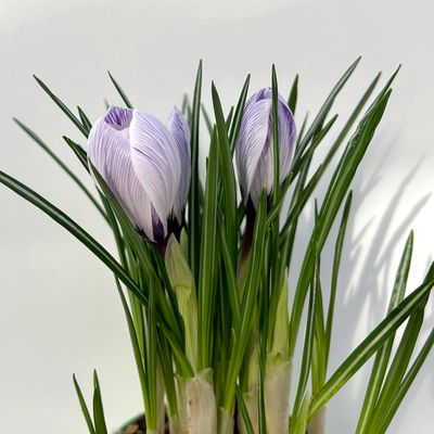 Krokus, blau-weiß gestreift, vorgetrieben, Topf-Ø 10,5 cm, 6 Pflanzen