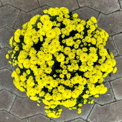 Chrysanthemen, gelb, Topf-Ø 14 cm, 4 Pflanzen Chrysanthemen, gelb, Topf-Ø 14 cm, 4 Pflanzen