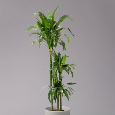 Duftender Drachenbaum 'Janet Craig', Topf-Ø 24 cm, , Höhe ca. 150 cm