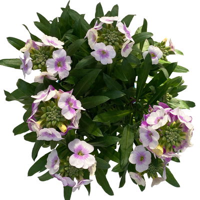 Bio Goldlack, Farben zufällig, Topf-Ø 12 cm, 3 Pflanzen Bio Goldlack, Farben zufällig, Topf-Ø 12 cm, 3 Pflanzen