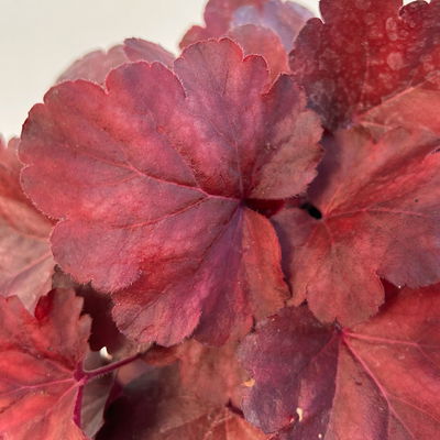 Bio Purpurglöckchen 'Royal Ruby', burgunderrot, Topf-Ø 12 cm, 3 Pflanzen Bio Purpurglöckchen 'Royal Ruby', burgunderrot, Topf-Ø 12 cm, 3 Pflanzen