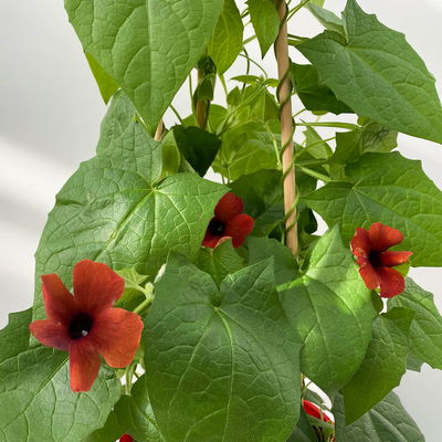 Schwarzäugige Susanne rot, Pyramide, Topf-Ø 17 cm, Höhe ca. 60 cm