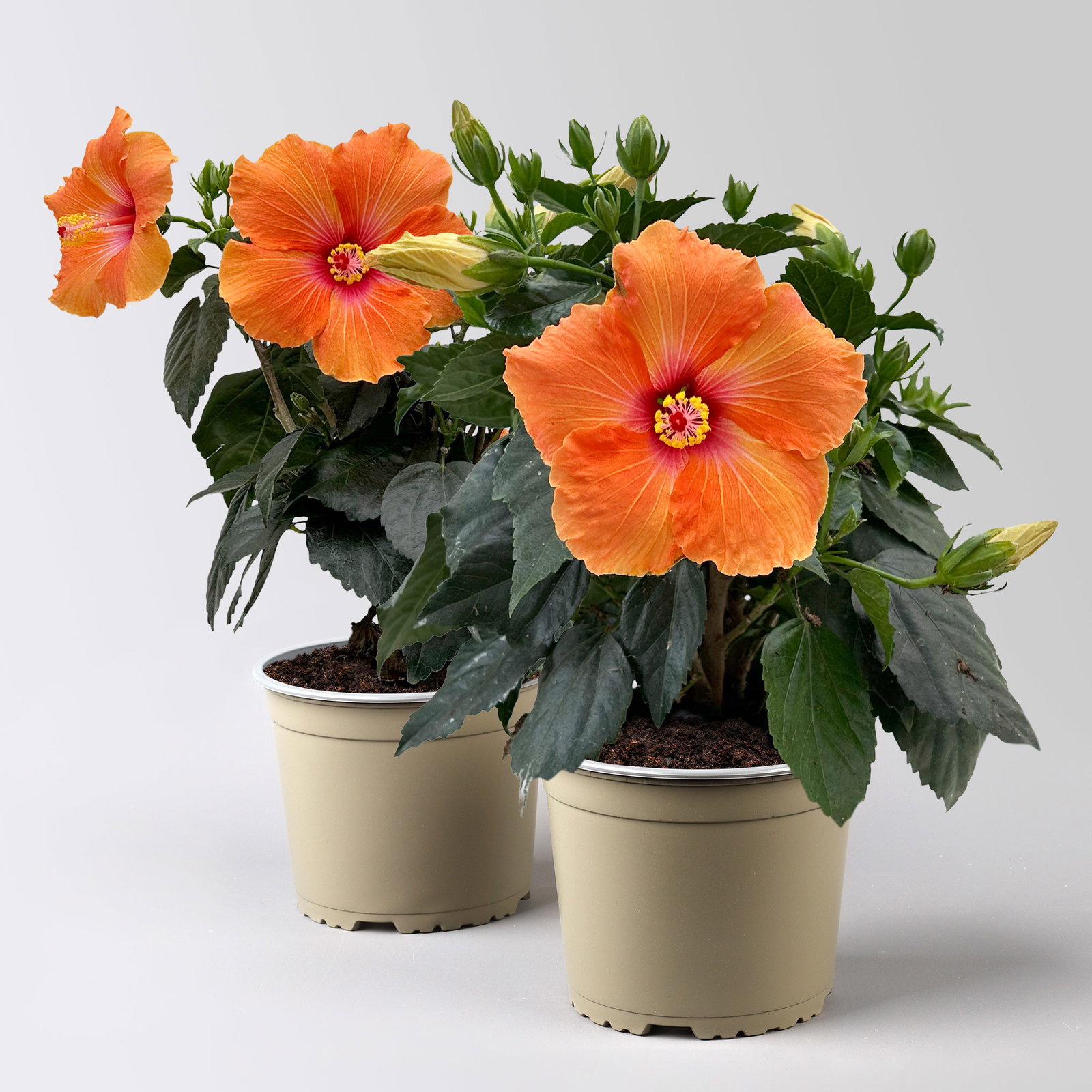 Hibiskus, orange, Busch, Topf-Ø 17 cm, 2 Pflanzen