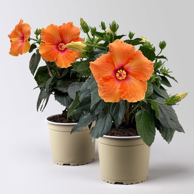Hibiskus, orange, Busch, Topf-Ø 17 cm, 2 Pflanzen