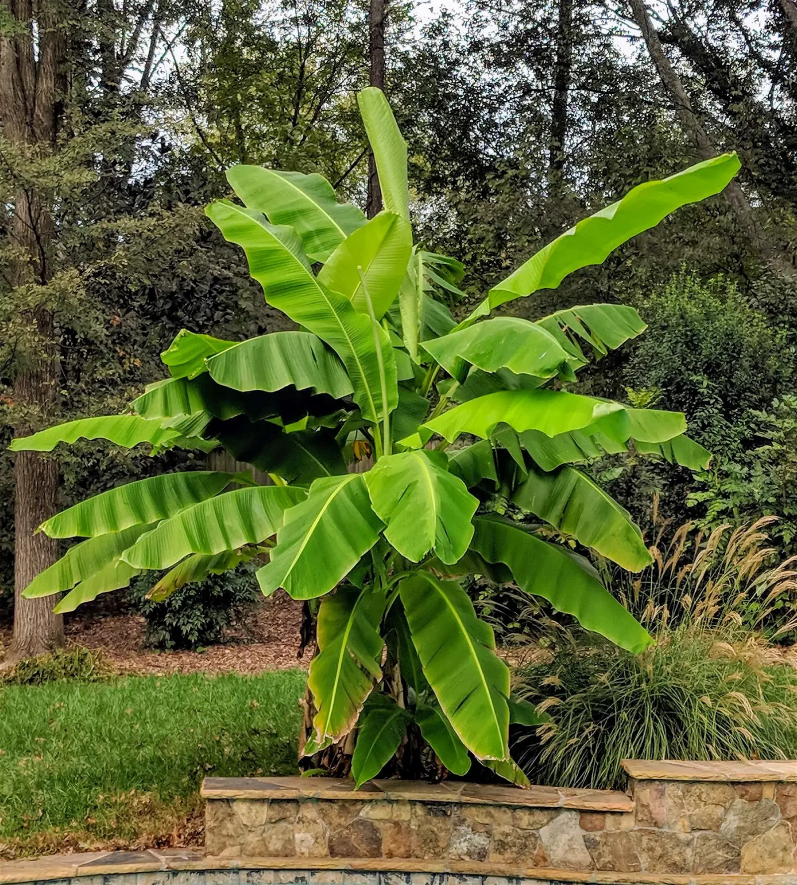 Bananenpflanze im Garten