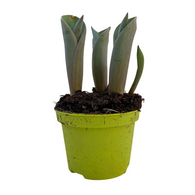 Tulpe rosa/pink, vorgetrieben, Topf-Ø 10 cm, 6 Pflanzen