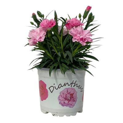 Stauden-Nelke 'I Love U', pink-rosa-weiß, Topf-Ø 11 cm, 6er-Set Stauden-Nelke 'I Love U', pink-rosa-weiß, Topf-Ø 11 cm, 6er-Set