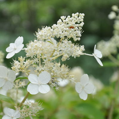 Kölles Beste Rispen-Hortensie 'Kyushu', Topf 5 Liter