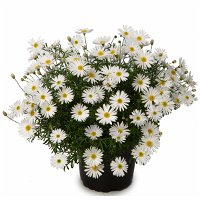 Australisches Gänseblümchen weiß, Topf-Ø 12 cm, 6er-Set