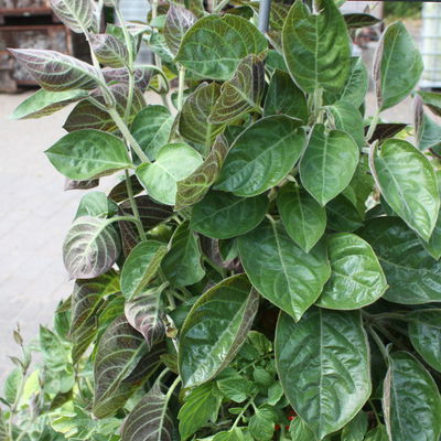 Blu Bio Käsekraut, Topf-Ø 12 cm, 6er Set Blu Bio Käsekraut, Topf-Ø 12 cm, 6er Set