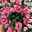 Landnelke 'Oscar® Pink and Heart' rosa-rot, Topf-Ø 13 cm, 6er-Set