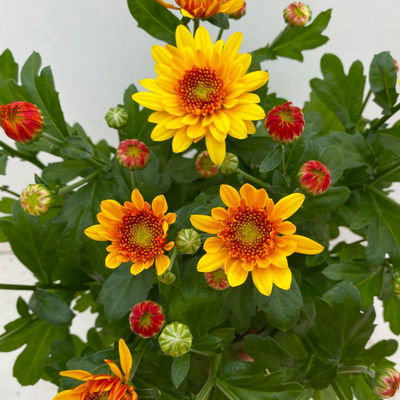 Chrysantheme 'Splash Yellow', gelb, Topf-Ø 14 cm, 4 Pflanzen Chrysantheme 'Splash Yellow', gelb, Topf-Ø 14 cm, 4 Pflanzen