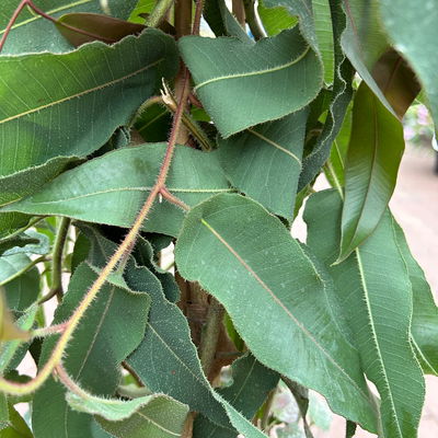 Zitronen-Eukalyptus, Pyramide, Topf-Ø 27 cm, Höhe ca. 100 cm