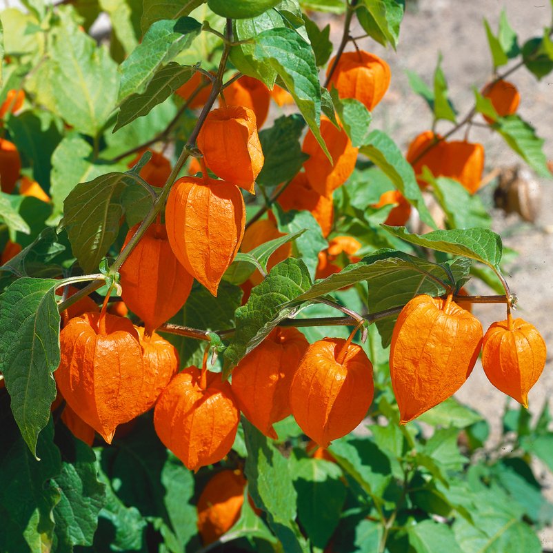 Bio Lampionblume orange, Topf-Ø 11 cm, 3er-Set