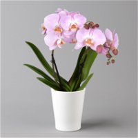 Schmetterlingsorchidee 'Spirit', inkl. Keramiktopf, pink, Topf-Ø 12 cm
