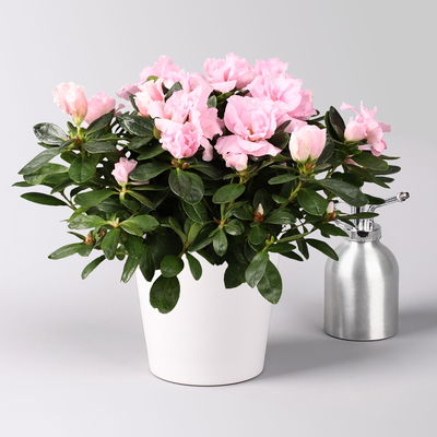 Azalee rosa gefüllt in Keramiktopf Dallas weiß, Topf-Ø 12 cm, 3er-Set Azalee rosa gefüllt in Keramiktopf Dallas weiß, Topf-Ø 12 cm, 3er-Set