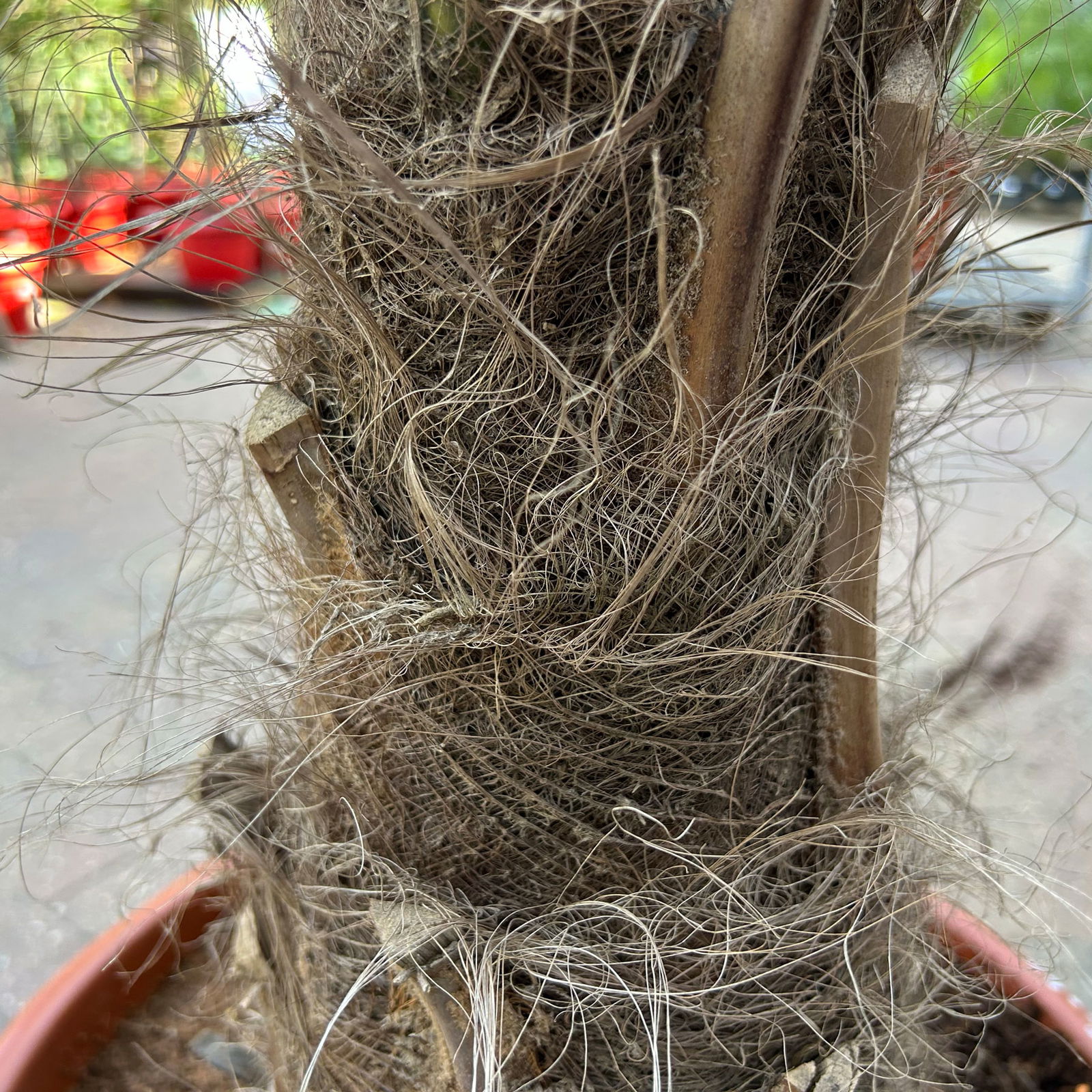 Hanfpalme, Stamm, Topf 35-45 Liter, Höhe ca. 180 cm