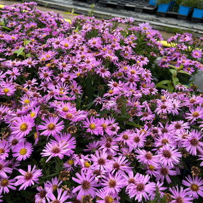 Bio Kissenaster 'Herbstgruß vom Bresserhof' rosa, Topf 11x11 cm, 3 Pflanzen Bio Kissenaster 'Herbstgruß vom Bresserhof' rosa, Topf 11x11 cm, 3 Pflanzen
