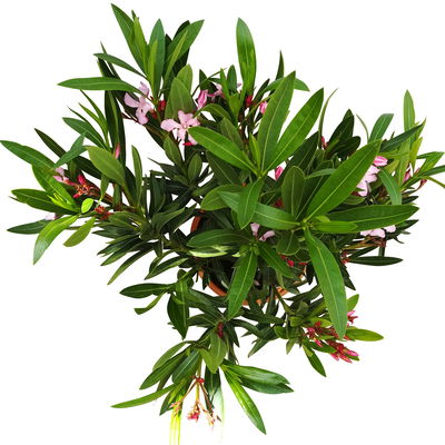 Oleander, Farbe zufällig, Topf-Ø 22 cm, Höhe ca. 60 cm