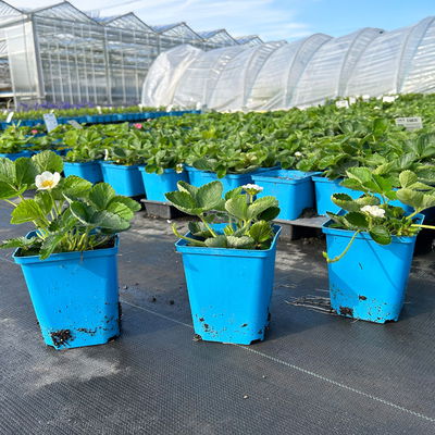 Bio Erdbeere Hummi® 'Süße Brumme', Topf 11x11 cm, 3 Pflanzen Bio Erdbeere Hummi® 'Süße Brumme', Topf 11x11 cm, 3 Pflanzen