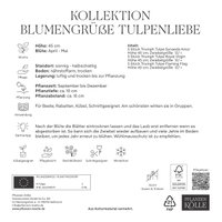 Tulpen 'Blumengrüße - Tulpenliebe', weiß, rosa, Größe 12+, 15 Blumenzwiebeln Tulpen 'Blumengrüße - Tulpenliebe', weiß, rosa, Größe 12+, 15 Blumenzwiebeln