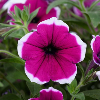 Petunie 'Cascadias™ Rim Cherry' magenta-weiß, hängend, Topf-Ø 13 cm 6 Pflanzen