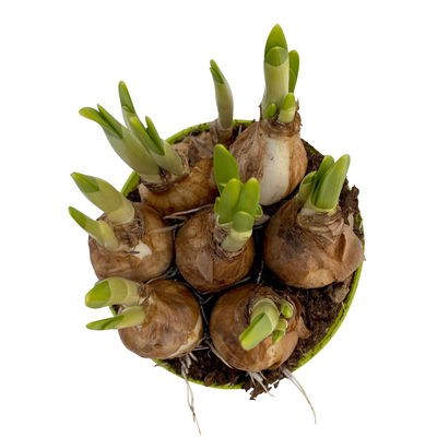 Narzisse 'Tête-à-Tête', gelb, vorgetrieben, Topf-Ø 12 cm, 6 Pflanzen