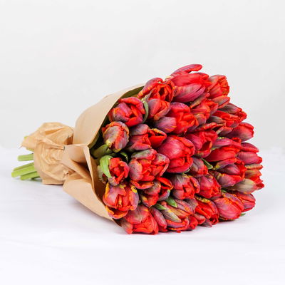 30 dunkelrote Tulpen 'Rococo' 30 dunkelrote Tulpen 'Rococo'