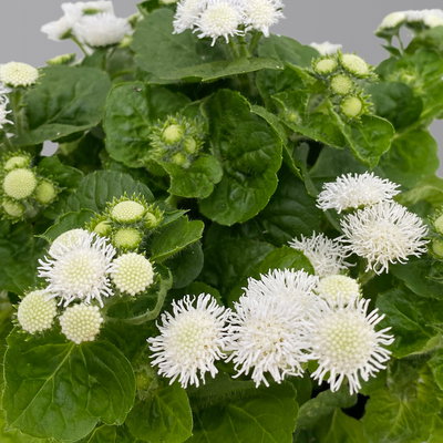 Leberbalsam weiß, Topf-Ø 12 cm, 6er-Set