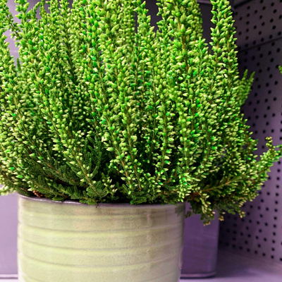 Knospenheide 'Picasso' gefärbt, Farben zufällig, Topf-Ø 12 cm, 6 Pflanzen Knospenheide 'Picasso' gefärbt, Farben zufällig, Topf-Ø 12 cm, 6 Pflanzen