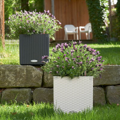 Lechuza 'Cube Cottage 50', weiß, ca. 49 x 49 x H 49,5 cm